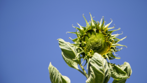 tall sunflower stalk before flowering against a blue sky